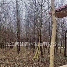 【规格齐全】珙桐小苗 鸽子树 珙桐5公分 珙桐12公分 珙桐16公分