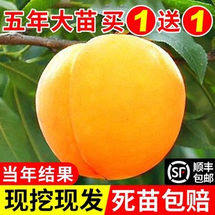 Peach Tree Grafted Yellow Peach Saplings Winter Peach Nectarine Fruit Seedlings Planted in the South and North Courtyards to Bear Fruit in the Same Year