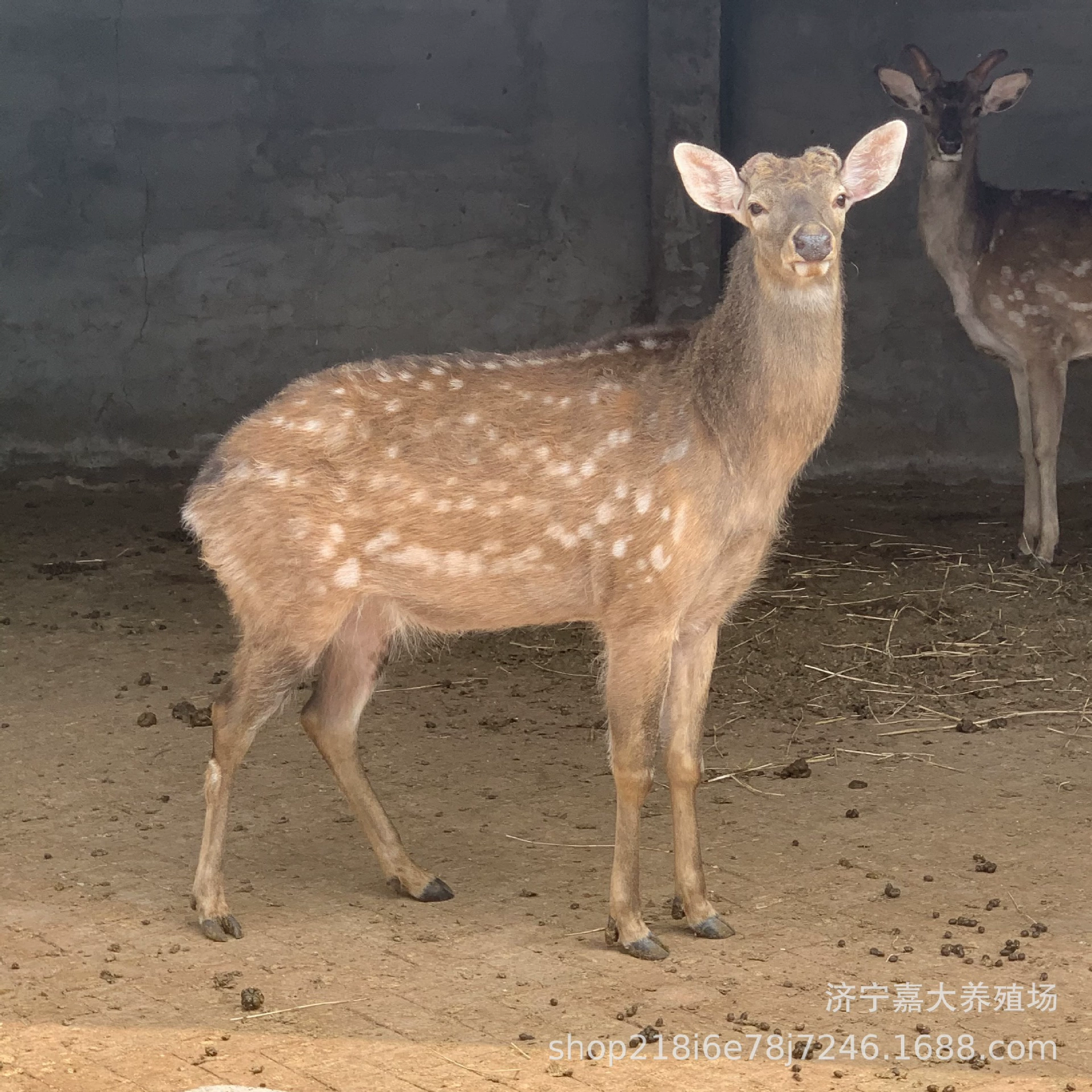 Перспективы и преимущества разведения пятнистых оленей путем разрезания нескольких частей рога в год. Разведение оленей-это просто и легко.