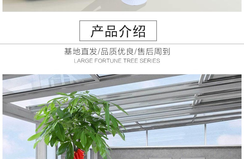 ��������ͼ�����ڻ��� �辰ֲ�� ���������� �������⻨�� ��