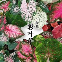 羳؛Mڲ~NӴ~pɫNļԻֲ