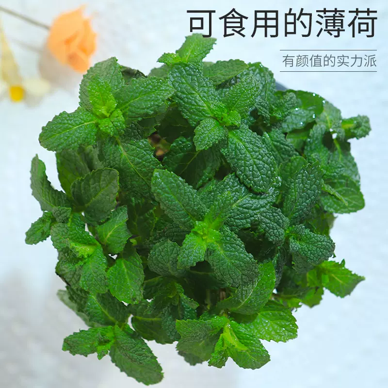 可食用薄荷盆栽办公室桌面花卉绿植迷迭香草室内水养驱蚊水培植