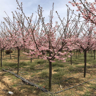 �ߗU�ѻ��������ԙѻ������ձ��޽әѻ���e��ͥԺ�����ͺ��L����