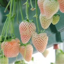 批发水果草莓种子盆栽草莓四季都可以种100粒四季易播阳台种苗