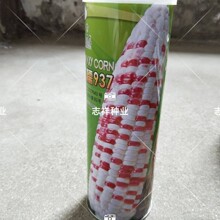 晓富种业天贵糯937彩糯玉米种子甜中带糯适用性强品质好大穗500克