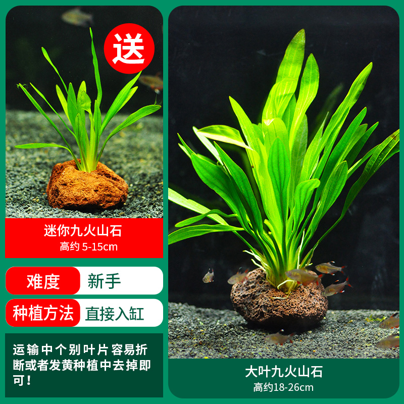 [슈퍼 밸류 스페셜] 다예지우 화산석, 무료 미니 지우관 화산석