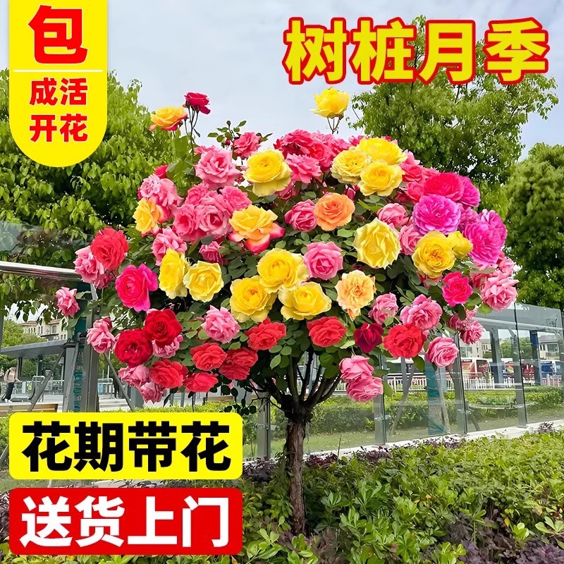 树桩月季多色棒棒糖花苗带花枝树状四季庭院盆栽蔷薇带花植物花卉