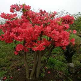 北方抗冻映山红双季开花耐寒开花杜鹃花苗四季南方种植树苗当年毛