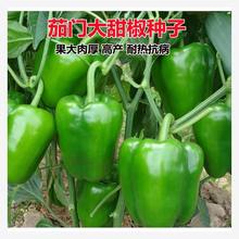 茄门大甜椒肉厚皮薄果大肉厚青椒种子甜椒王种子四季盆栽辣椒籽种