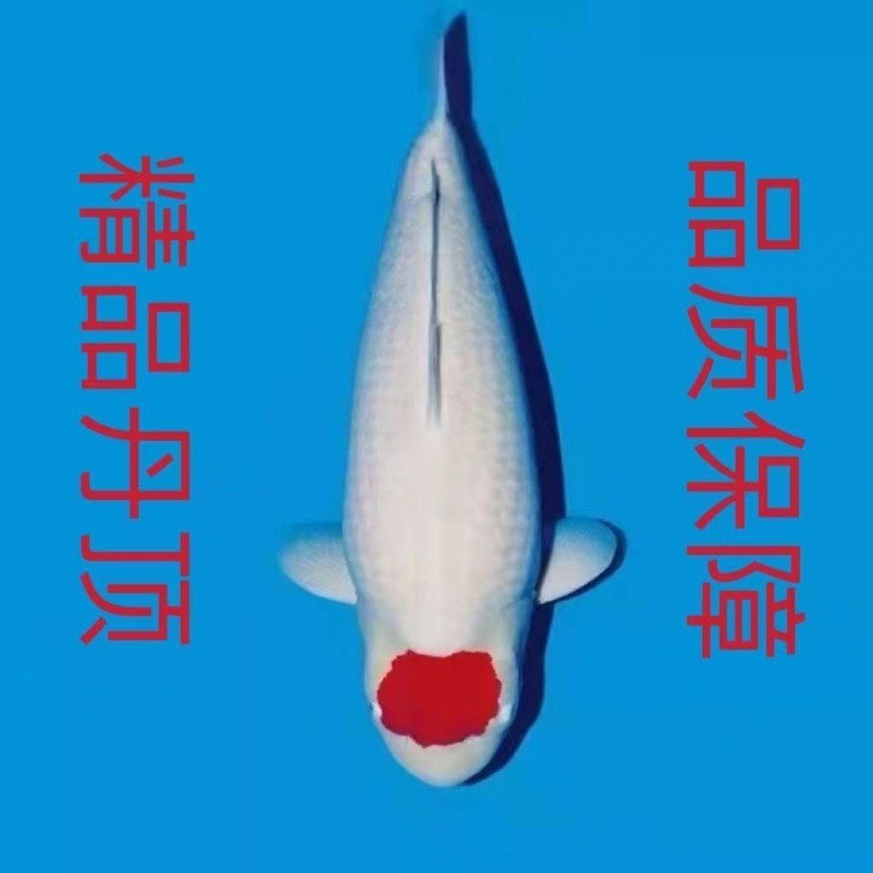 大锦鲤活鱼精品观赏鱼纯种丹顶鱼苗进口白写日本昭和冷水好养喂食