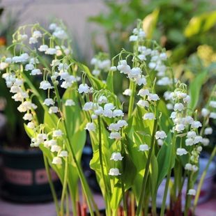 Lily of the Valley Seedlings with Buds, Fragrant Florals and Green Plants, Balcony Home Florals, Perennial Cold-Resistant Plants, Lily of the Valley Roots