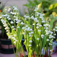 Рассада ландыша с бутонами, ароматными цветами и зелеными растениями, домашние цветы для балкона, многолетние морозостойкие растения, корни ландыша.