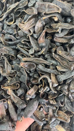 Dried Leech (Hirudo nipponica / Poecilobdella manillensis) — Sun-Dried Medicinal Leech, Food-Grade Herb overview