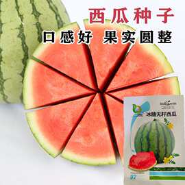 8424麒麟无籽西瓜种子籽特大高产巨型甜王南方小四季蔬菜水果种孑