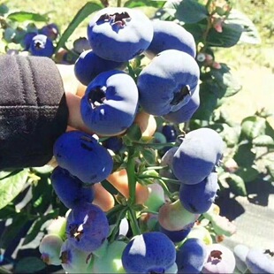 ����{ݮ�������Ե��Թ������{ݮ�ϱ����Nֲ�̨ͥԺ�Nֲ����Y��