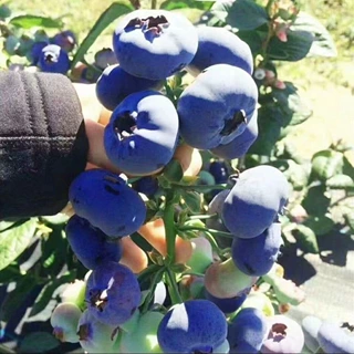 大果蓝莓树苗盆栽地栽果树苗蓝莓南北方种植阳台庭院种植当年结果