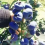 地栽大果庭院盆栽树苗