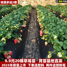 �ļ�ݮ����������ʳ�Î�������ţ�̹���ݮ����N���ӎ�������