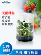 ݮMƿN ƿl؛ tDӔUݮԴԭN