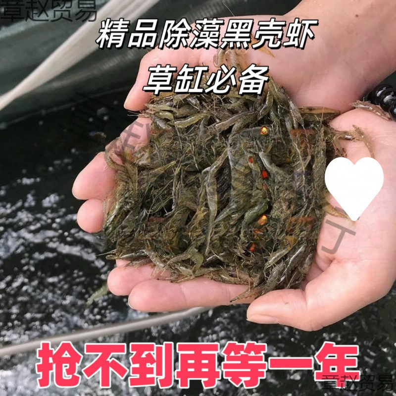 Черная ракушка, удаление водорослей, корм для креветок, пакет, пресноводный декоративный резервуар для креветок, очистка резервуара для креветок, инструмент для удаления водорослей, креветки