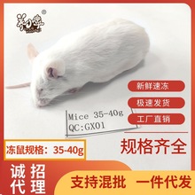 冻鼠乳鼠红皮粉皮白霜跳跳宠物小白鼠淘汰鼠爬宠饲料厂家直供