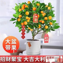 �ļ����Ԏ�����ֲؔ���Ƥ����҃��辰�Nֲ�̨�ϱ�����ʳ��ֱ�N