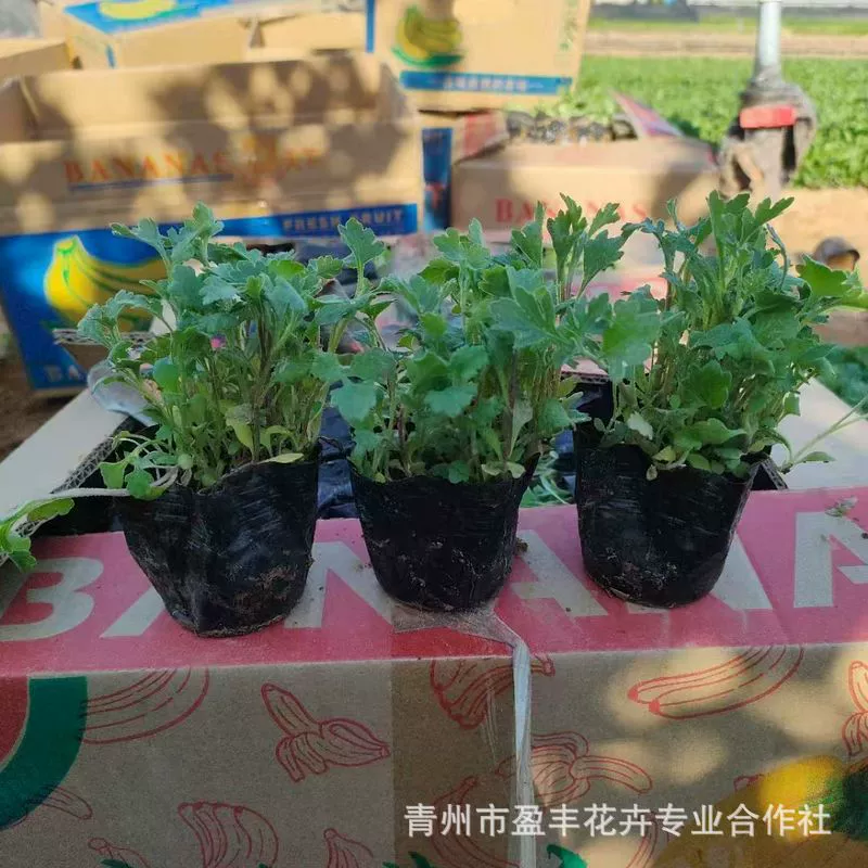 Семена многолетних хризантем, семена низкорослых многоголовых хризантем, многолетняя клумба, уличное зеркало для цветов в горшках на балконе, весенне-осеннее посевное время.