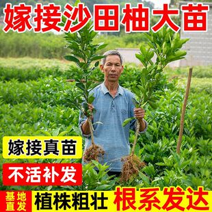 ���ڼ޽����Ә��籡Ƥ����t��ɳ���ֹ���������Ϸ��Nֲ