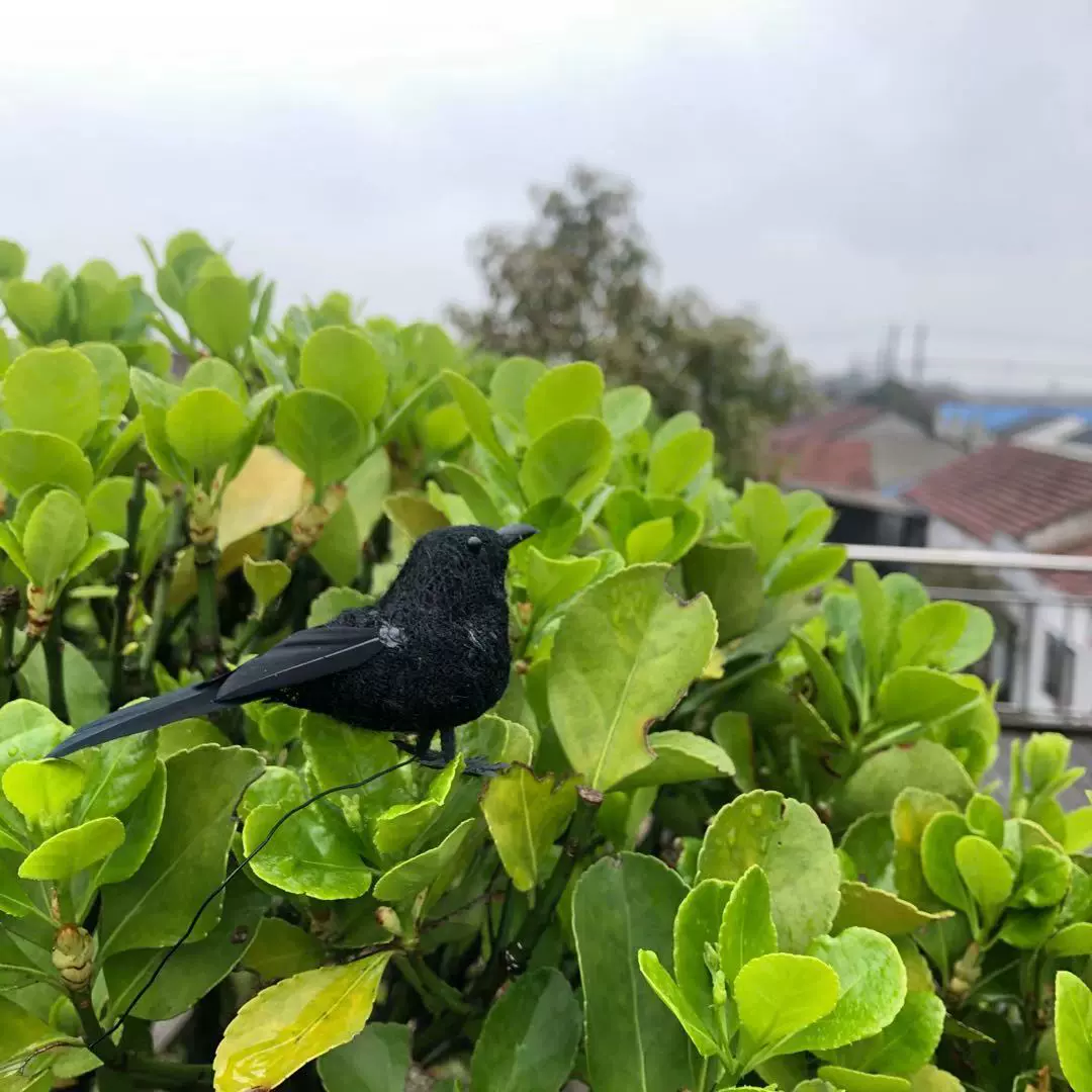 黑色乌鸦黑色鸟黑色羽毛乌鸦万圣节装饰乌鸦花园树道具摆件