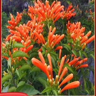 ���̻�������ֲ����ڻ��ļ��ɷN�̨ͥԺ������Ԯ�����ٱ�������