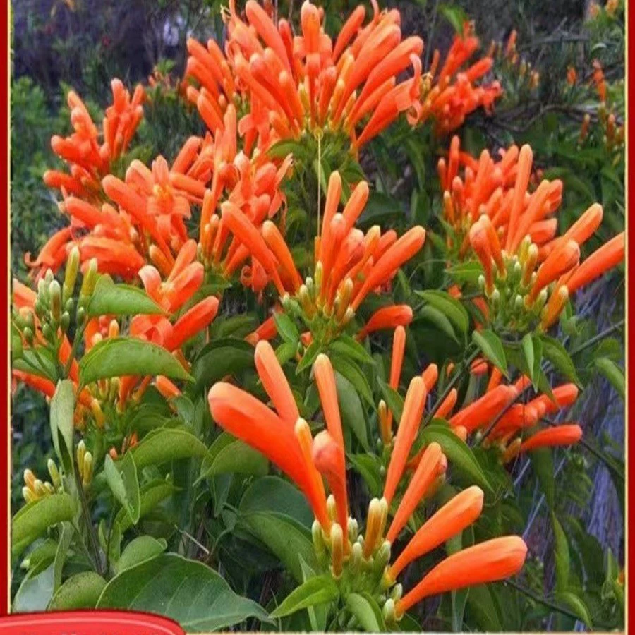 Саженцы цветов «фейерверк», вьющиеся растения, цветы «фейерверк», можно сажать в любое время года на балконе и во дворе, висящие вьющиеся цветы, лозы, фейерверки.