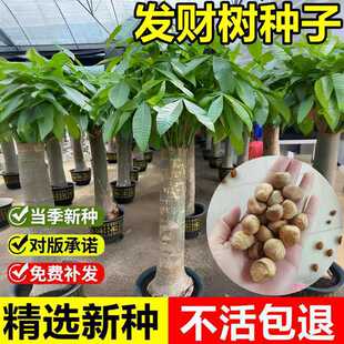 �����²ɰlؔ��N���R���������������������^�p���G��ľ��N��