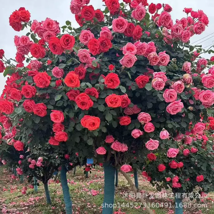 Роза рассада с крупными ароматными цветами, большое розовое цветочное дерево 3-4-5-67-8-10 см.