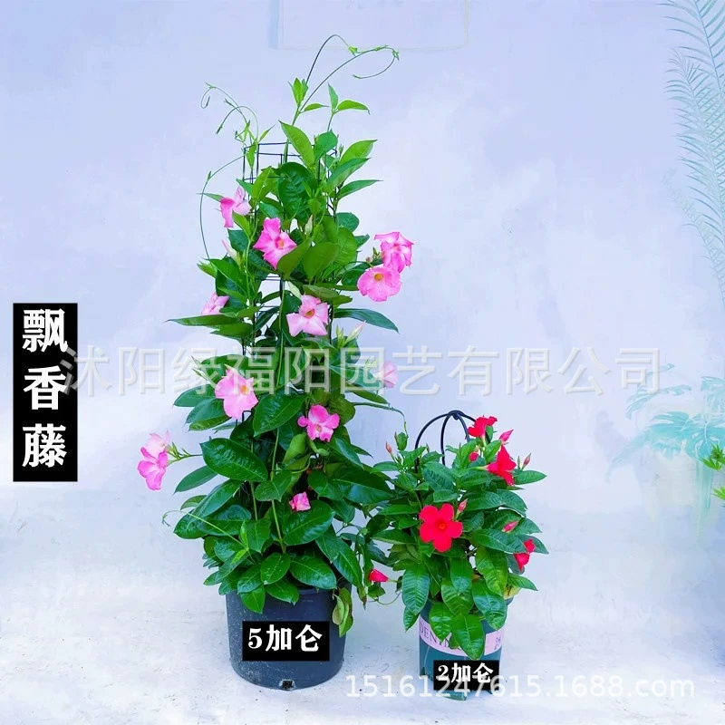 Саженцы бугенвиллии с двойным счастьем, вьющиеся растения для всех сезонов, комнатные балконные растения в горшках с цветочными бутонами.