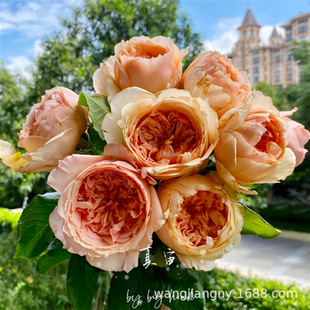 �����~��õ��W�������Gֲ���Ի��༾�_���C��Ǥ�����ľ�̨ͥԺ