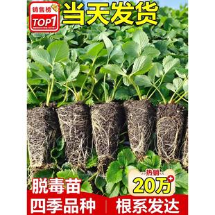 ��ݮ�����ļ��Y�����ԷN��Ѩ�P�������ش�̖���|����t�����