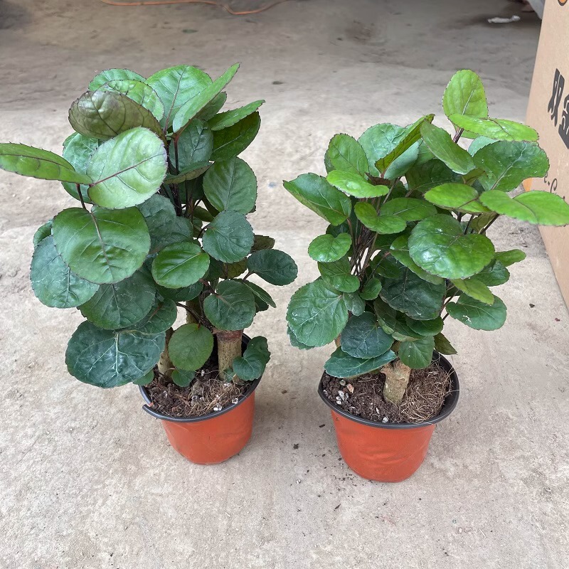 Large Potted Indoor Plant for Living Room or Office, Money Tree with Round Leaves, Good Plant for Prosperity