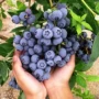 大果庭院盆栽种植果树苗