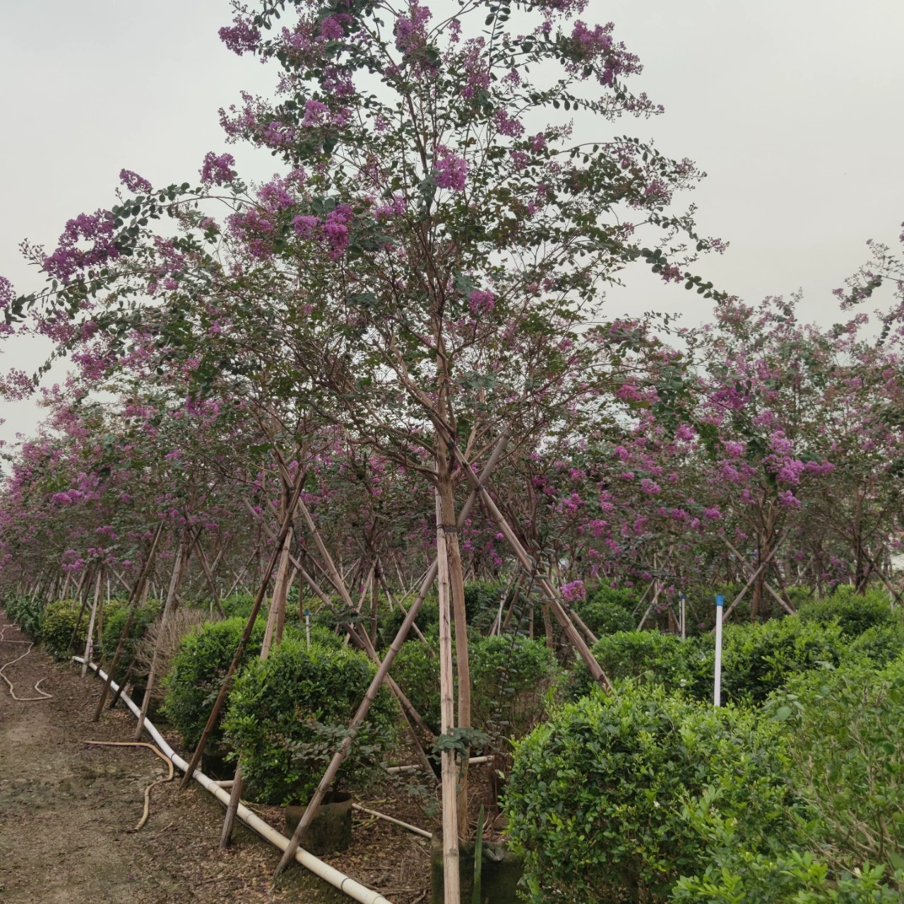 2306 питомник поставляет полный коронованный фиолетовый лист Lagerstroemia 5-6cm мешок саженцы контейнера