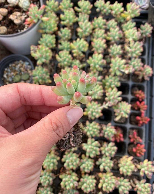 Желейное сердце с палочкой для суккулентов оптом, цена за штуку, 4-6 см