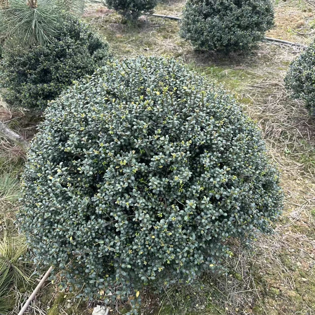 龟甲东青球树苗别墅庭院耐寒四季常青彩叶绿化色块花镜植物龟甲球