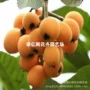 南方莆田种植地栽嫁接苗