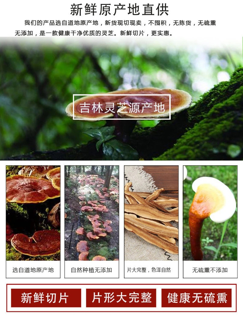 Lingzhi Reishi Mushroom Slices 500g Ganoderma lucidum Dried Herbal Slices for Tea Wine and Decoction in use