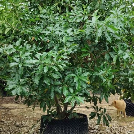 2110 база поставляет полнокоронное заросшее саженец нефрита высотой 3-4 метра