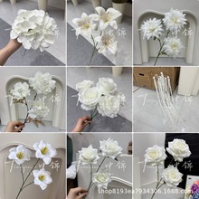 ɫϵˇYbõ彑ĵdò廨·