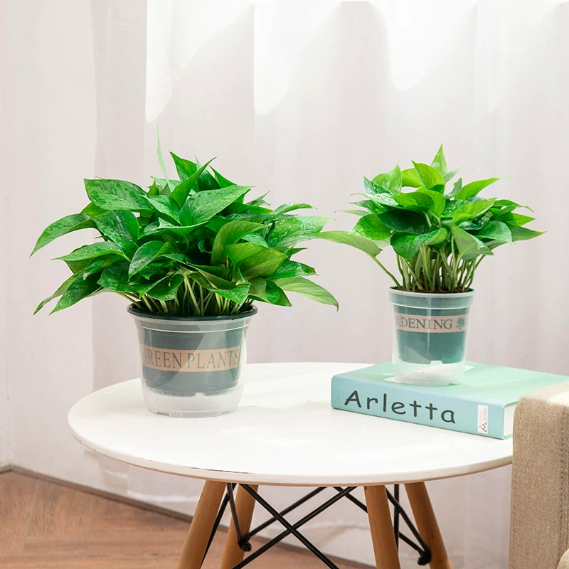 Зеленая редька в горшках для гостиной, зеленые растения и цветы для дома, очистка воздуха, растения зеленой редьки, удаление формальдегида в помещении, хлорофитум