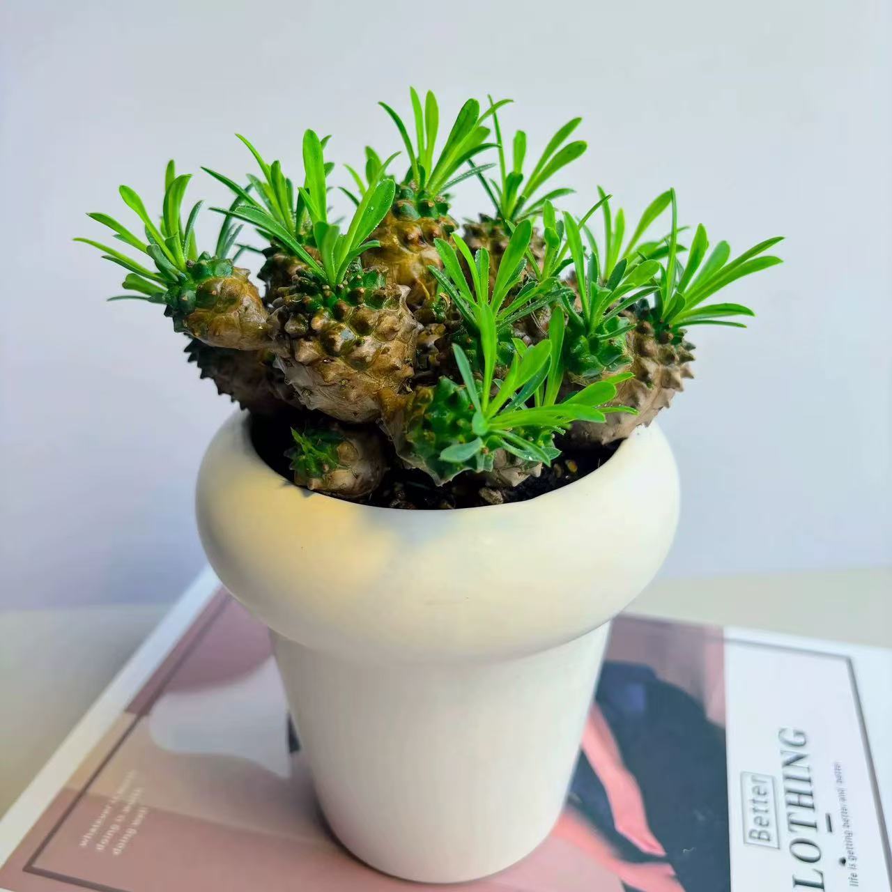 Piña de hierro, piña de la montaña Meishan, plantas suculentas raras, espinacas, peras, buenas estaciones para cultivar plantas verdes de mesa en maceta