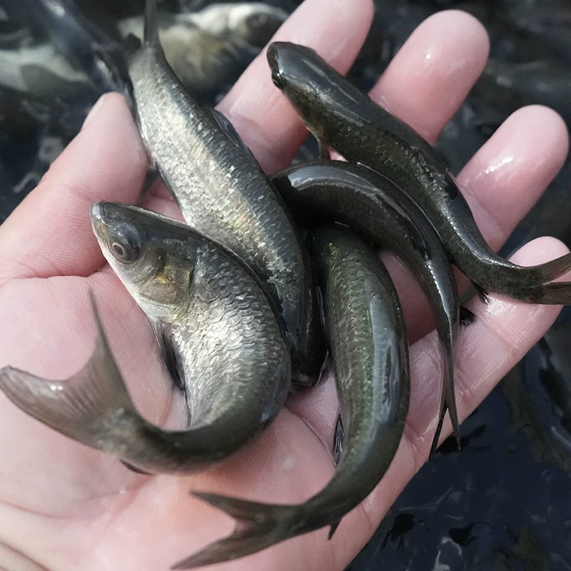 Сычуаньские мальки угловатой сельскую рыбу, черный карп мальок, крупный быстрый ярко-зелёный мальок карпа, карась мальок, четыре крупных рыбьих малька разведения живые мальки