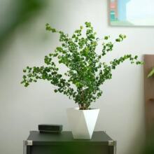 卷福盆栽卷叶榕室内盆栽网红四季常青多肉卷叶净化空气福禄桐吉祥