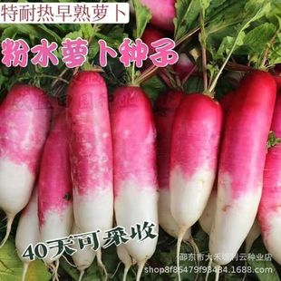 ���ˮ�}���N��ˮ�}�����r�����}���N��С�t�}���N���߲˷N�Ӵ�ȫ